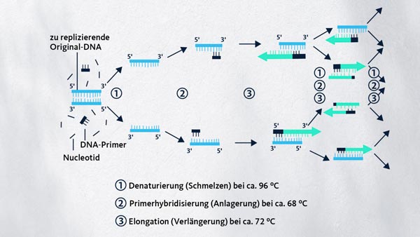 PCR-Grafik
