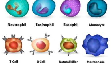 Immunsystem-stärken-Immunzellen