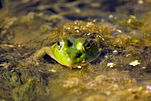 Frosch Algen