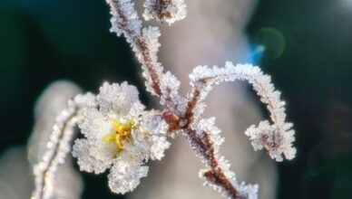 Eiskristallblüte