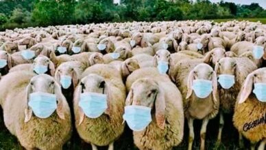 Schafe mit Maske